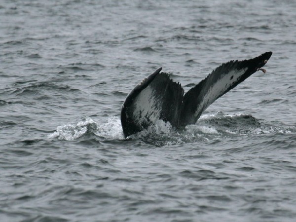 Humpback Whale